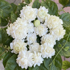 Grand Duke Jasmine Live Plant, Tuscany Jamine Flower, Well-Rooted 5-8" Inch Tall, Intense Scented Flowering Shrub for Indoor and Outdoor Spots