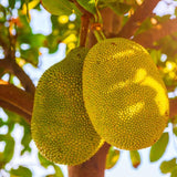 Live Jackfruit Tree, 3 Foot Tall Potted Plant, 3 Gallon Size, Easy Care Tropical Greenery, Large Fruit Tree for Home Landscapes (No Ship to CA,HI,AK)