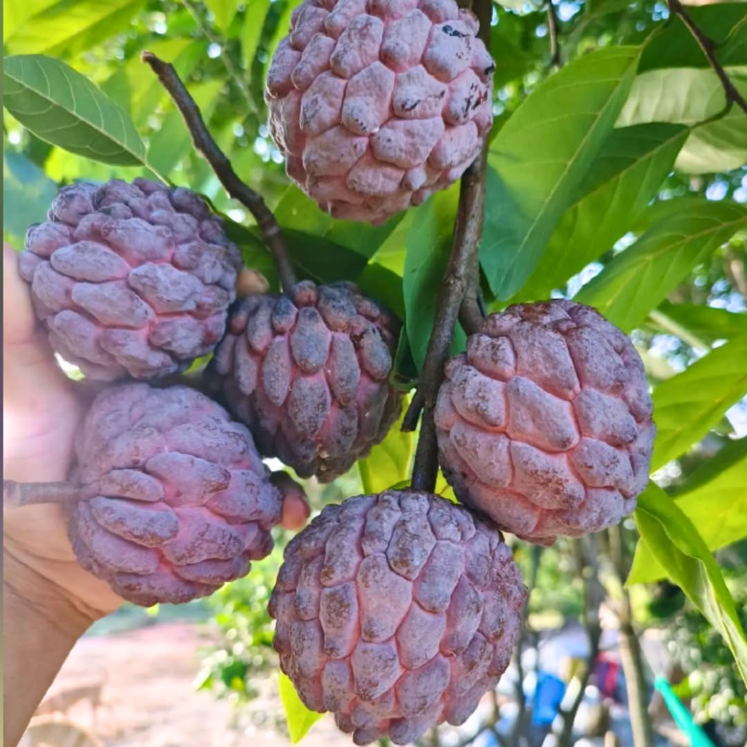 Red Sugar Apple Tree Live Plant | 2.5–3 Ft Tropical Fruit Tree | Perfect for Home Gardens, Patios, and Container Growing | No Ship to CA,HI,AK