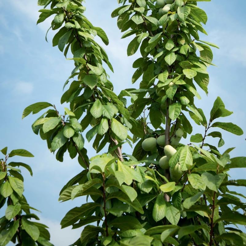 2 Pawpaw Live Plants | 1-2 Feet Tall Bare Root Seedlings | Asimina Triloba Native Fruit Trees | Deciduous Tropical Tree for Backyard