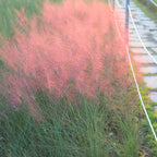 Pink Muhly Grass Plant, 4-Inch Tall, Drought Tolerant, Fast Growing, Tall Ornamental Grasses Live Plants Perennial, Full Sun Plants for Outside