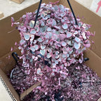 String of Hearts Plant Live | Different Houseplants in 4” Pot | Fast-Growing Trailing Houseplant | Perfect for Home & Office Decor | Suitable for Hanging Planters & Living Wall Displays