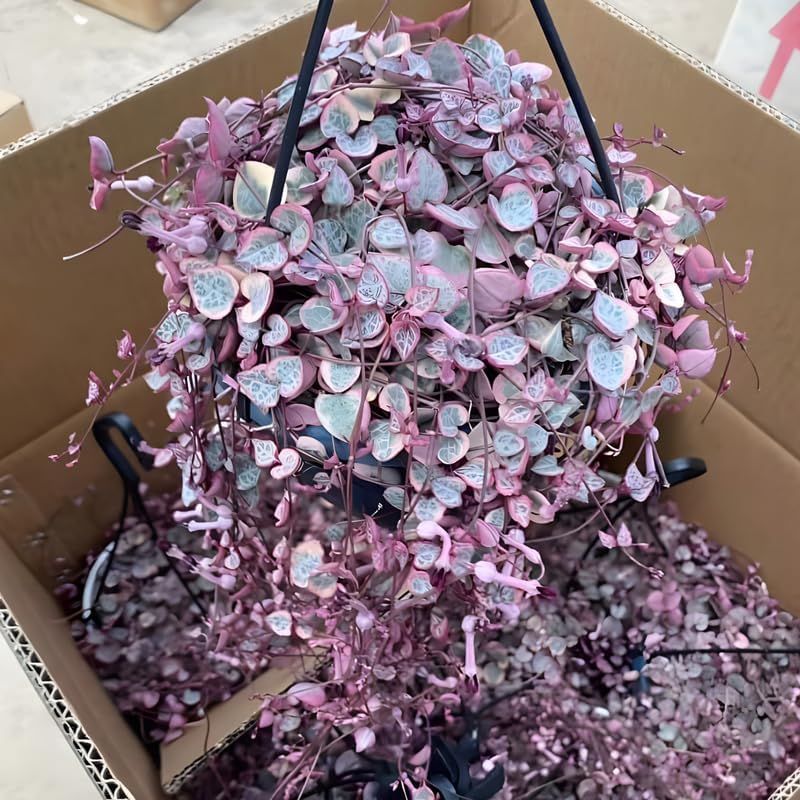 String of Hearts Plant Live | Different Houseplants in 4” Pot | Fast-Growing Trailing Houseplant | Perfect for Home & Office Decor | Suitable for Hanging Planters & Living Wall Displays