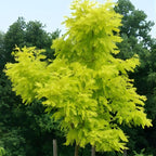 2 Honey Locust Seedlings Live | Native Honey Locust Tree Seedlings | 1–2 Feet Tall Plants | Great for Outdoor Planting and Restoration Projects