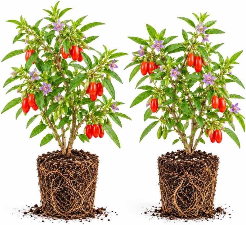 2 Goji Berry Plant, Wolfberry, 4-8" Lycium Barbarum Bush