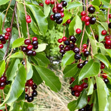 Chokeberry Live Plant, 8 Inch Tall, Live Fruiting Shrub for Homegrown Nutritious Berries, Deciduous Fruit Producer for Small Yards