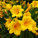 5 Stella de Oro Daylily Roots, Reblooming Yellow Perennial Roots for Garden Borders, Cold-Hardy Miniature Golden Daylily