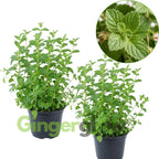 2 Chocolate Mint Plant, 3" Pot, Fresh Herb Plants Live, Mint Plants for Inside Windowsills or Outdoor Garden Beds