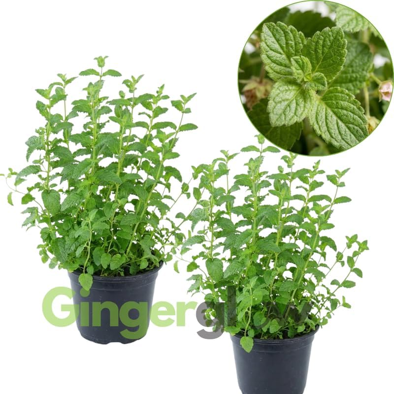 2 Chocolate Mint Plant, 3" Pot, Fresh Herb Plants Live, Mint Plants for Inside Windowsills or Outdoor Garden Beds