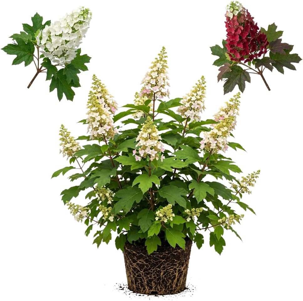 Ruby Slipper Oak Leaf Hydrangea Plant Live, 4" Pot - 12-18 Inch Tall, Easy Care Hydrangea Bushes Ready to Plant, Vigorous Bloom Producer with Peeling Bark for Patios and Home Landscapes