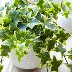 Gold Child English Ivy Live Plants in 4” Inch Pot | Hardy Gold Child English Ivy Indoor Plant for Fresh Home Greenery | Low-Maintenance English Ivy Houseplant Ideal for Home Décor