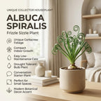 Frizzle Sizzle Plant, 4" Potted Albuca Spiralis Plant, High-Vigor Low Maintenance Spiral Succulent for Bright Windowsills, Striking Curly Foliage