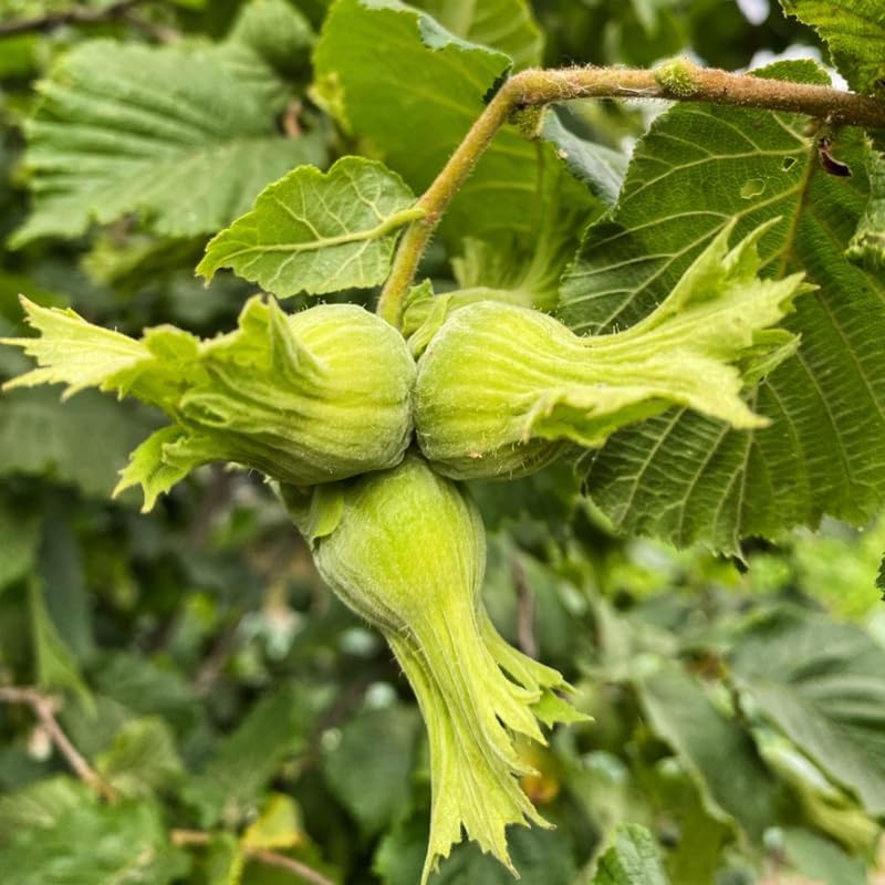 (No Ship to CA,HI,AK) Hazelnut Trees Live Plants in 3 Gallons Pot, Hazelnut Tree 2-3 Feet, Nut-Bearing Plant for Outdoor Gardens, Edible Landscaping and Home Orchard Use