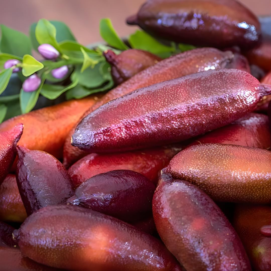 Red Finger Limes Fresh Trees | 2.5–3 Feet Live Potted Citrus Plant | Unique, Juicy Citrus Trees for Indoor & Outdoor Spaces | No Ship to CA,HI,AK