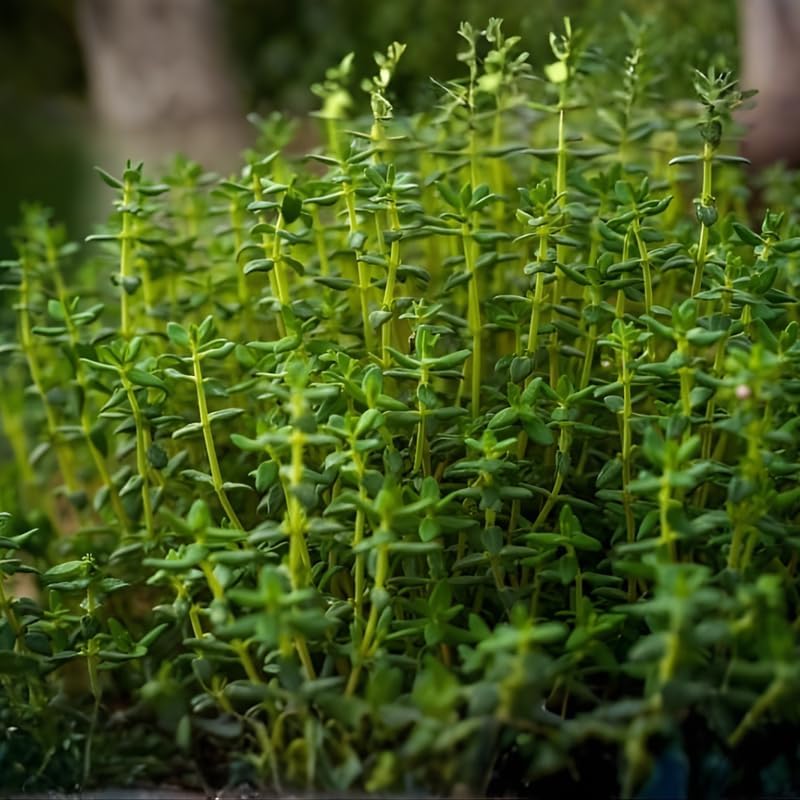 Thyme Plants Live, French Thyme, 4-Inch Tall, Easy to Grow & Low Maintenance, Fresh Culinary Herb for Cooking, Indoor/Outdoor Herb Garden