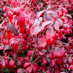 5 Burning Bush Shrub Live Plant for Planting Outdoor | 6 – 12 Inch Tall | Hardy Outdoor Landscape Plant