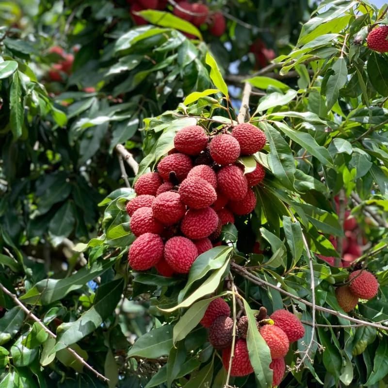 Mauritius Lychee Tree for Planting | 2.5–3 Ft Live Potted Tropical Fruit Tree | Sweet Juicy Lychee Fruit for Home Gardens, Patios & Containers | No Ship to CA,HI,AK