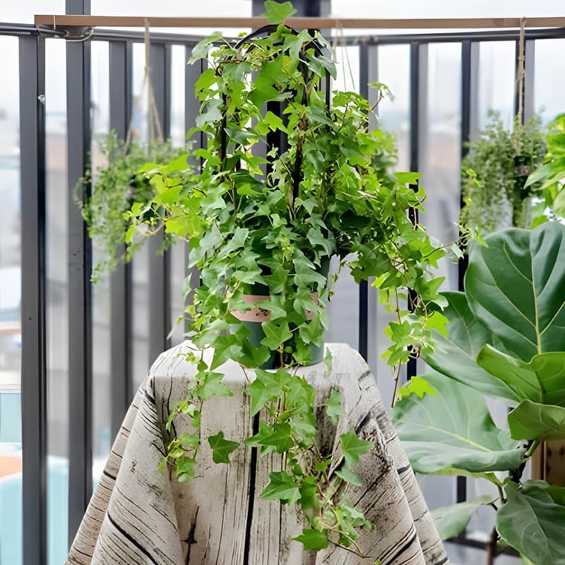 Gold Child English Ivy Indoor Plant in 4” Inch Pot | Fast-Growing Live English Ivy Plant for Indoor Décor | Classic Gold Child English Ivy Houseplant for Hanging Pots & Indoor Landscaping