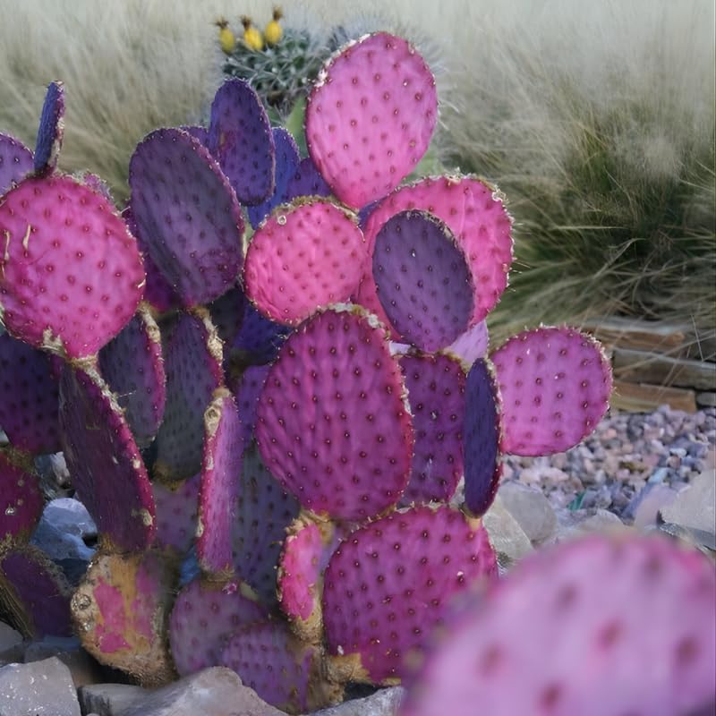 Purple Prickly Pear Cactus Plant in 3 Inch Potted| Live Purple Cactus | Low-Maintenance & Drought Resistant, Ideal for Home Décor, Patios, Landscaping, Succulent Gardens & Pots
