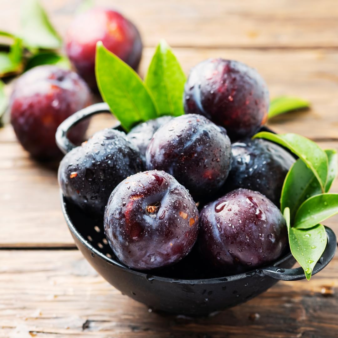 (No Ship to CA, HI, AK) Methley Plum Tree Live Plant in 3 Gallon Pot, 3 Feet Tall Japanese Plum Tree, Sweet Fruit Trees Live Plants Ready to Fruit for Home Backyard