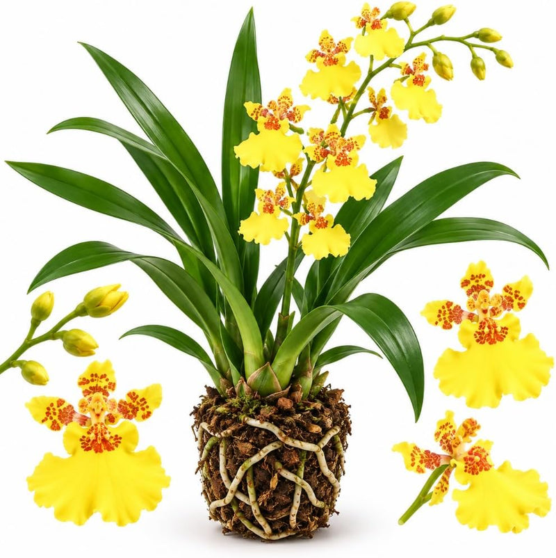 Oncidium Orchid Twinkle Live Plant, Dancing Lady Yellow Orchid Flower, Vibrant Blooming Houseplant for Indoor Decor, Home Office