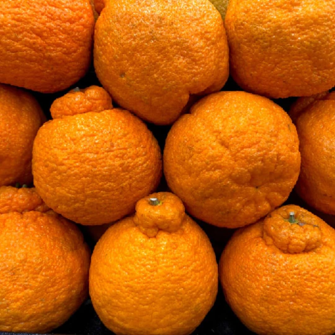 (No Ship to CA,HI,AK) Hamlin Orange Trees Live Plants| 1 Gallon Live Potted Citrus Plant | Sweet Juicy Fruit Tree for Indoor & Outdoor Spaces
