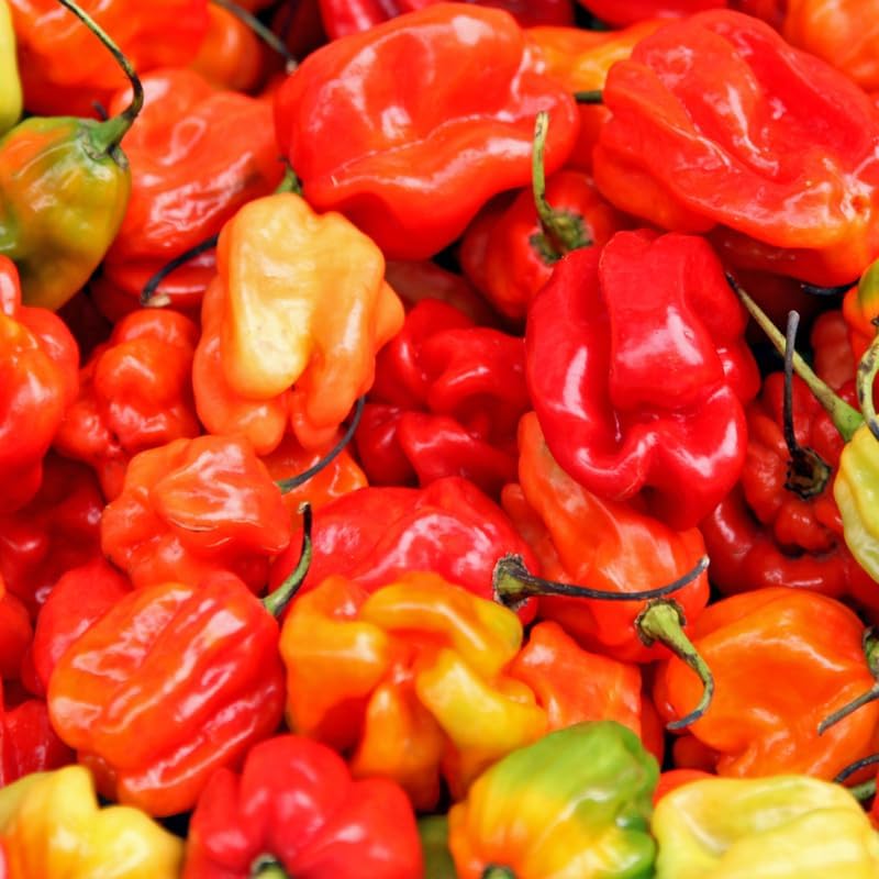 2 Habanero Pepper Plants Live, 2.5" Pot Live Pepper Plants, Fast Growing, Low Maintenance Chili Pepper for Backyard Kitchen Garden