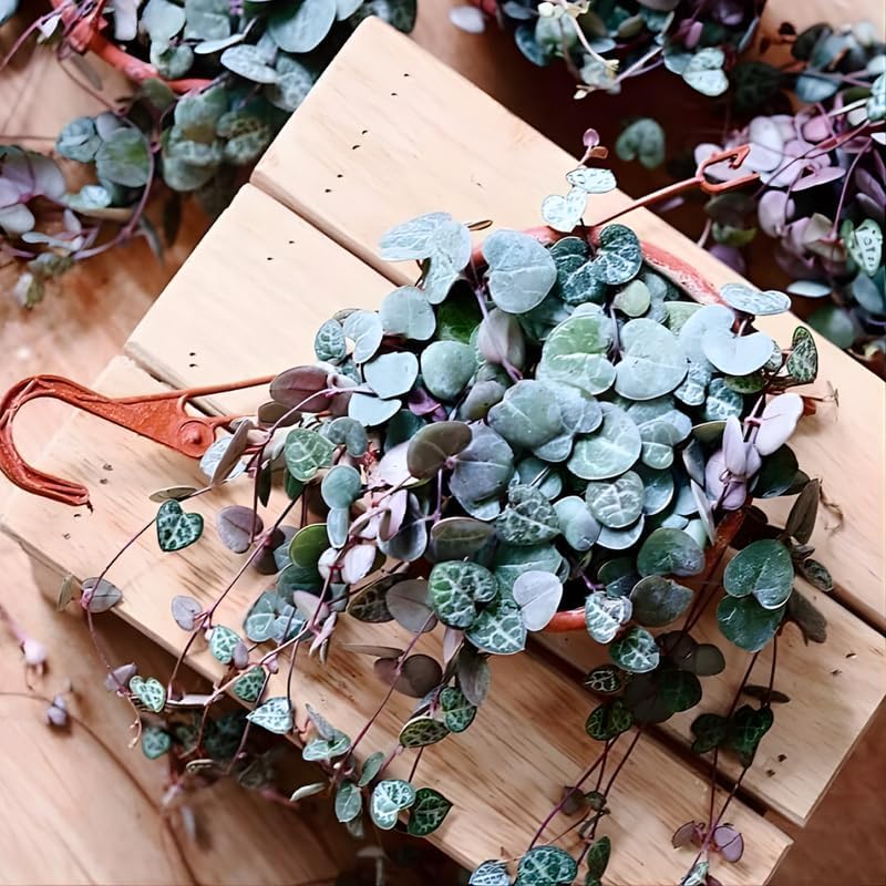 Pink Variegated String of Hearts Plant Live in 4" Pot | Rare Pink Ceropegia Woodii Variegata | Fully Rooted Trailing Succulent Houseplant for Hanging Decor & Gift Giving