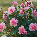 Pink Climbing Roses Live Plant 10-14" Tall in Large Pot, Heirloom Climbing Rose Bush, Fragrant High-Yielding Perennial Flowering Vine for Trellis & Fence