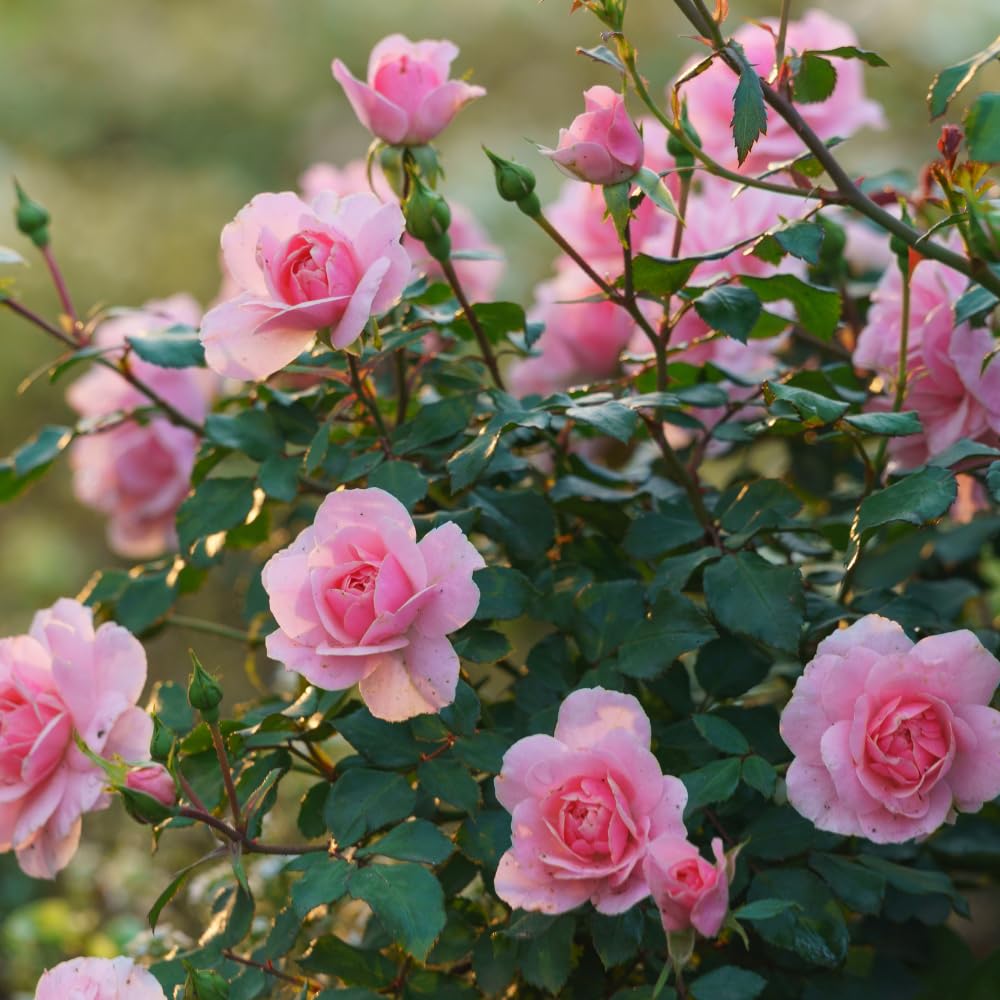 Pink Climbing Roses Live Plant 10-14" Tall in Large Pot, Heirloom Climbing Rose Bush, Fragrant High-Yielding Perennial Flowering Vine for Trellis & Fence