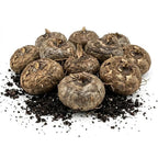 100 Wild Daffodil Bulbs, Well-Rooted Buttercup Bulbs, Vigorous Growth Habit with Showy Trumpet Blossoms for Home Landscapes
