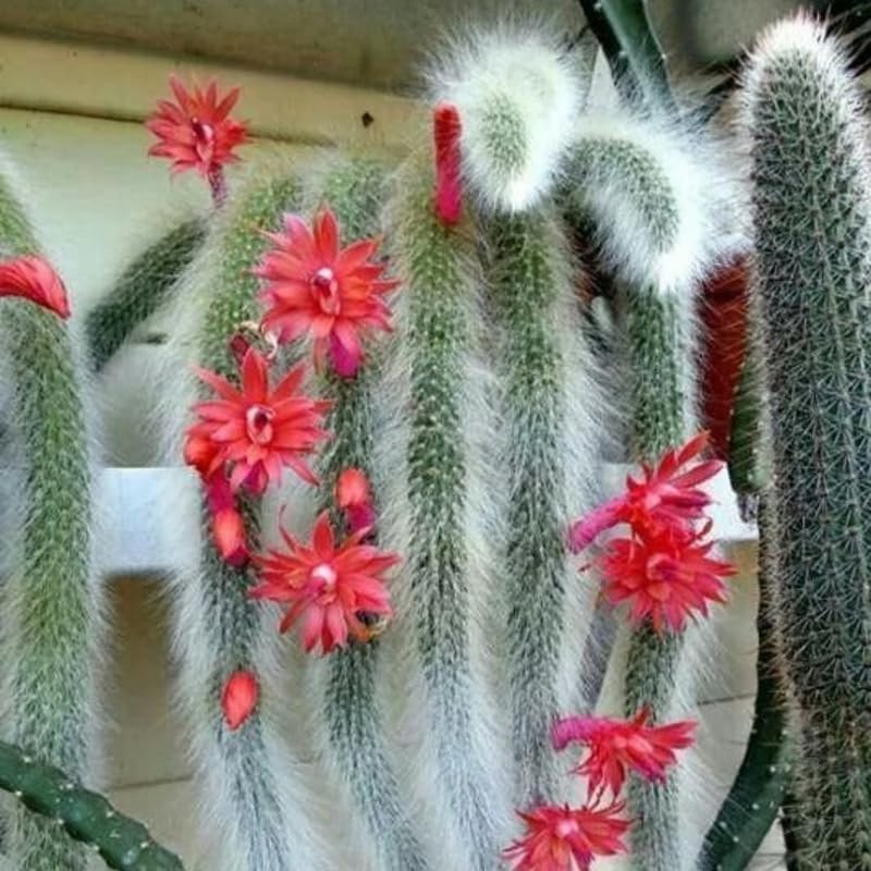 Monkey Tail Cactus Live Plant, 4-7 Inc Tall, Hanging Succulent Plants Live, Rare Succulents Live Plants