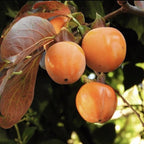 2 American Persimmon Live Plant – 12 to 24 Inch Tall Potted | Hardy Fruit Tree Producing Sweet Persimmons | Native Tree Home Orchards - No Ship to CA