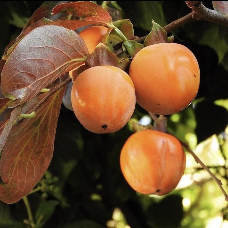 2 American Persimmon Live Plant – 12 to 24 Inch Tall Potted | Hardy Fruit Tree Producing Sweet Persimmons | Native Tree Home Orchards - No Ship to CA