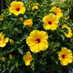 2 Tequila Tropical Hibiscus Plants Live, 6-10" Tall Hibiscus Tree (No Pot), Easy Care Perennial Flower Plant, Ideal for Gardens & Patio