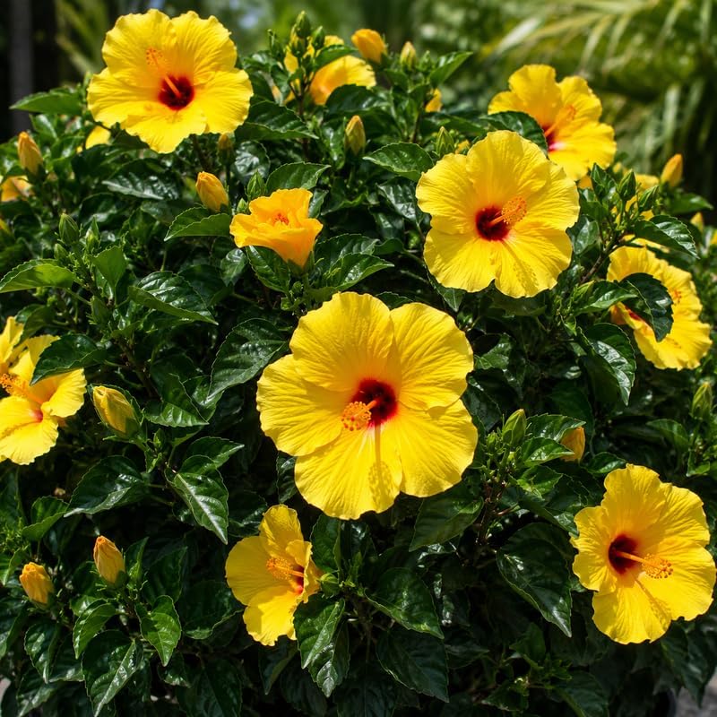 2 Tequila Tropical Hibiscus Plants Live, 6-10" Tall Hibiscus Tree (No Pot), Easy Care Perennial Flower Plant, Ideal for Gardens & Patio