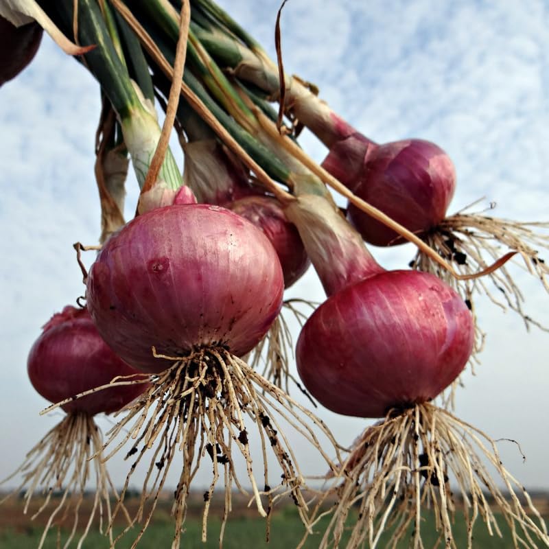 100 Red Onion Sets Bulbs, 100 Counts, Heirloom Onion Bulbs, Non-GMO, Easy to Grow Vegetable for Garden and Cooking Use