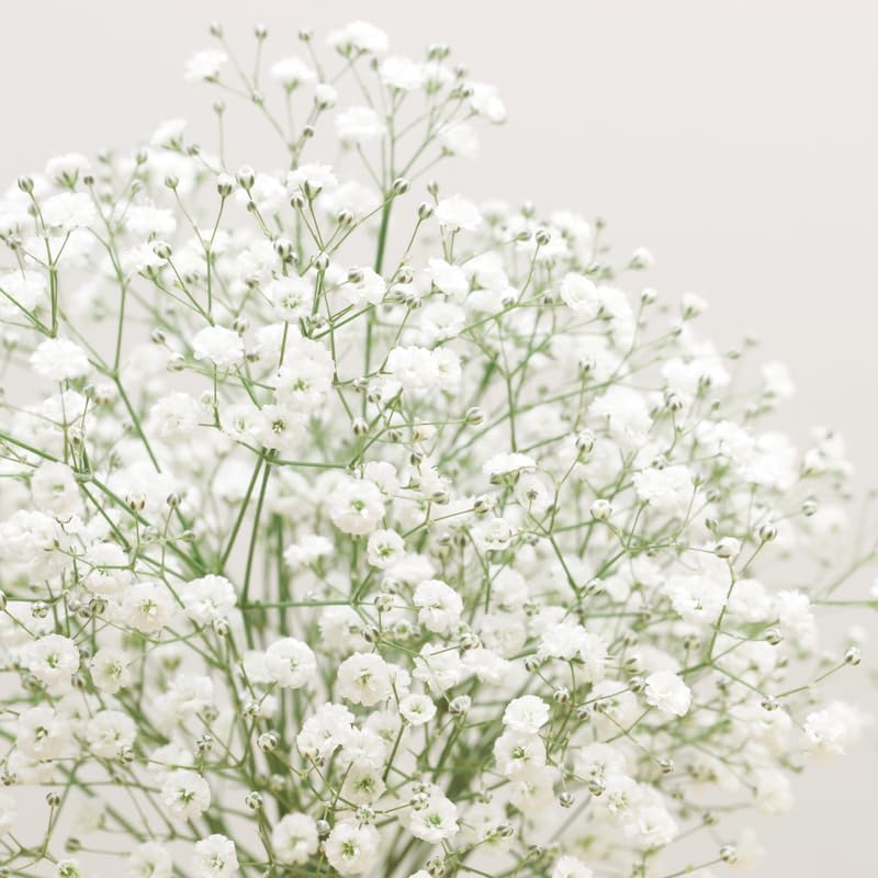 Baby's Breath Live Plant, 3-4 Inch Tall Bare Root Starter, White Flowering Perennial for Garden Borders