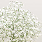 Baby's Breath Live Plant, 3-4 Inch Tall Bare Root Starter, White Flowering Perennial for Garden Borders