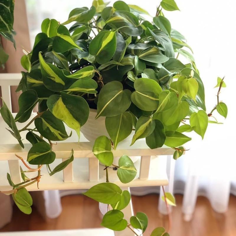 3 Philodendron Live Plant in 4" Pot, Heart Leaf Philodendron Cordatum Brasil, Indoor Vining Houseplant for Tabletop Decor, Gifting and Plant Collections