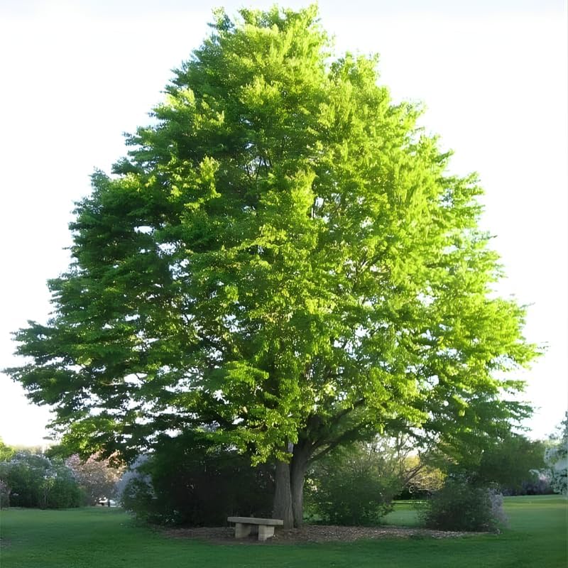10 Siberian Elm Trees for Planting | Fast-Growing Cold Hardy Elm Tree for Landscaping | 1-2 Ft Tall Live Tree for Yard, Garden & Windbreaks