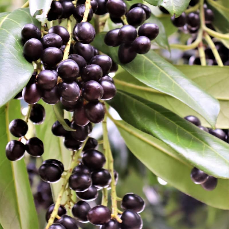 2 Live Cherry Laurel Plants | 1-2 Feet Tall Bare Root Seedlings | Prunus Laurocerasus Native Evergreen Trees | Fast-Growing Shrub