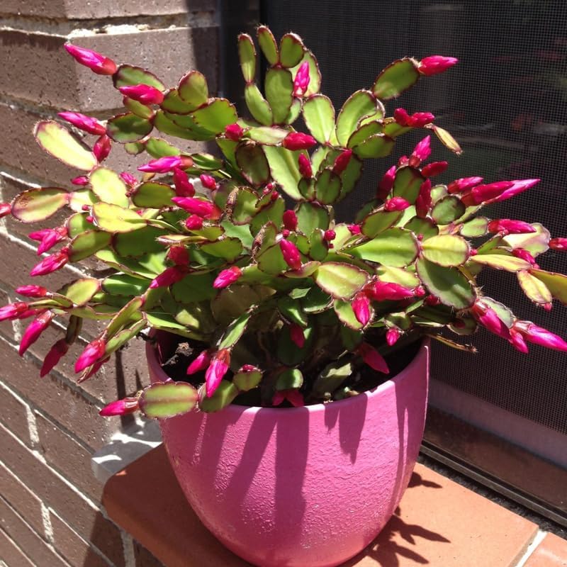 Pink Easter Cactus Plants Live | Spring Cactus Plant 3 Inch Tall | Compact Flowering Easter Cactus | Low Maintenance Indoor Houseplant for Home Decor