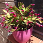 Pink Easter Cactus Plants Live | Spring Cactus Plant 3 Inch Tall | Compact Flowering Easter Cactus | Low Maintenance Indoor Houseplant for Home Decor