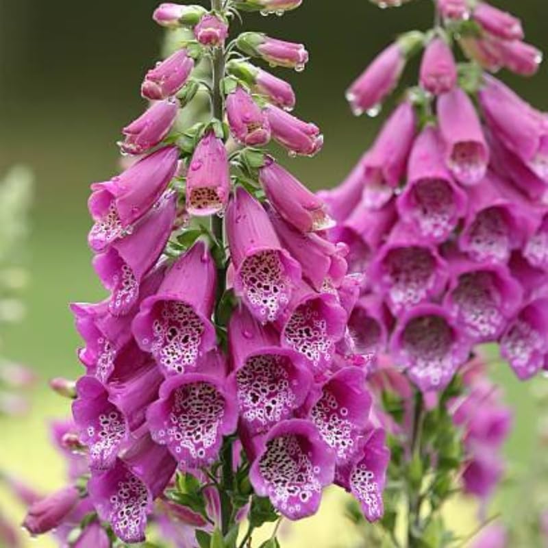 Live Foxglove Plant, 3" Potted Vertical Flowering Shrub, Established Root System Bloom, Low Maintenance Outdoor Garden Plant for Sun or Shade