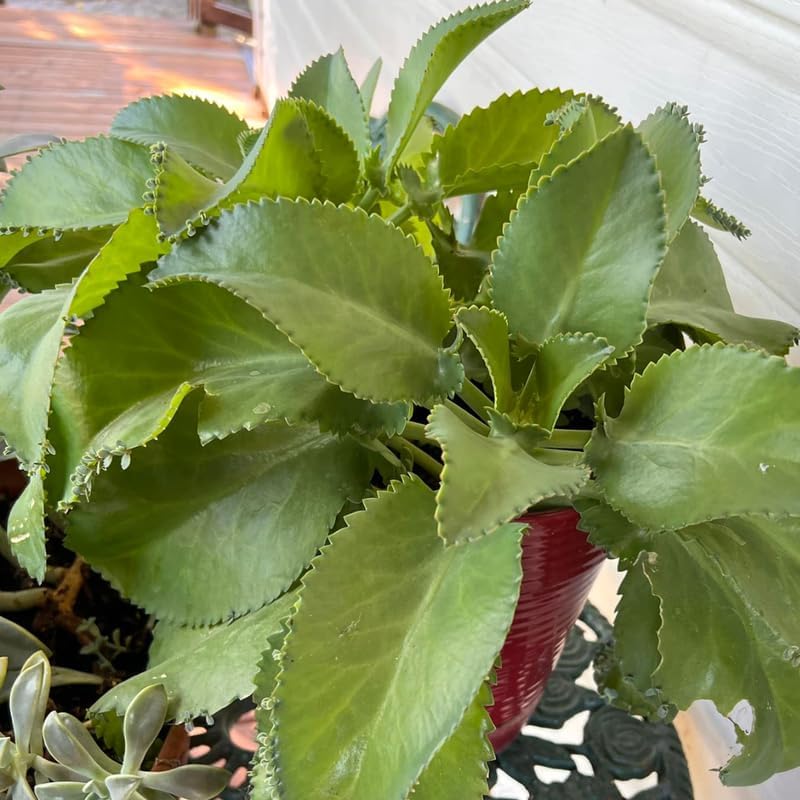 Mother of Thousands Kalanchoe Plants Live in 2" Inch Pot | Easy to Grow| Ideal for Beginners, Collections & Small Spaces