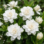 Frostproof Gardenia Jasminoides Plant, 4-5" Tall, High-Vigor Cold-Hardy Evergreen for Home Landscapes, Fragrant White Blossoms for Sun or Shade