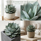 Live Succulent Plant, Variegated Agave in 4 Inch Pot, Low Maintenance Succulent for Bright Windowsills - Striking Blue-Green & Cream Foliage