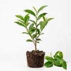 Camellia Sinensis Plant Live | Camellia Live Plant | 4 Inch Tall | Evergreen Tea Plant | Ideal for Patio Containers, Garden Beds, Hedge Planting & Landscape Use
