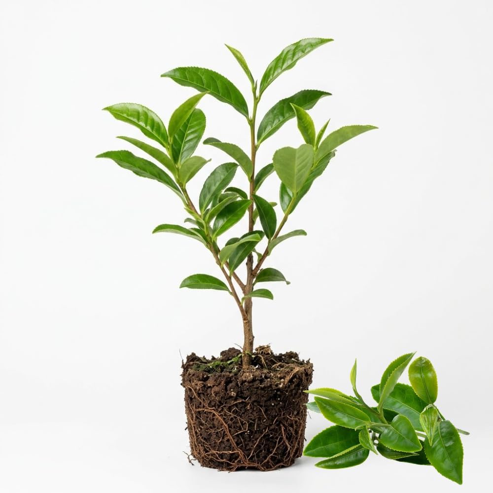 Camellia Sinensis Plant Live | Camellia Live Plant | 4 Inch Tall | Evergreen Tea Plant | Ideal for Patio Containers, Garden Beds, Hedge Planting & Landscape Use